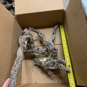 10 BIG BOYS & 5 medium Cholla Skeletons