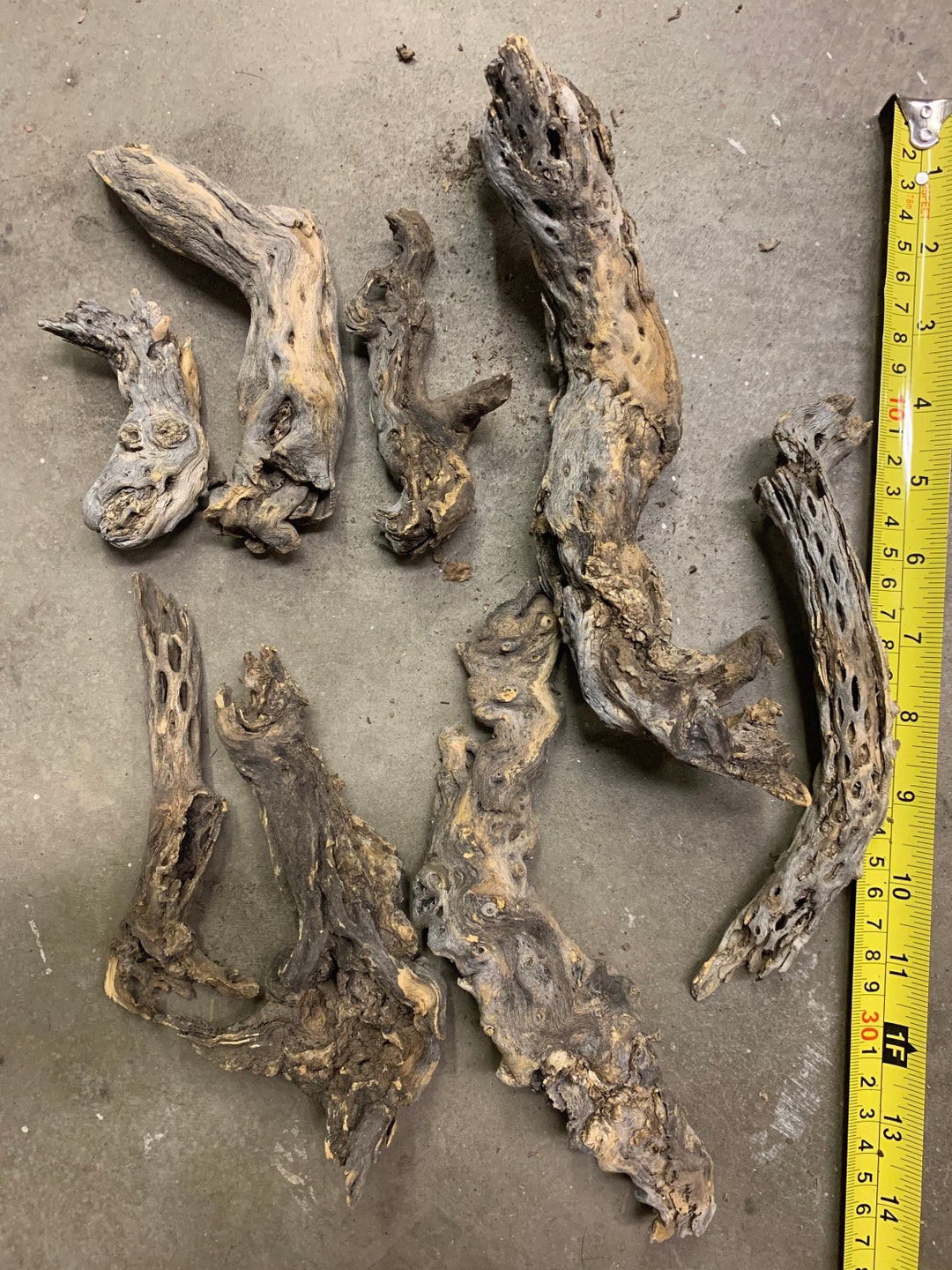 8 Thick Root and Boot Multi-sized Cholla Skeletons - Etsy