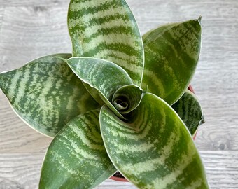 Sansevieria Trifasciata Hahnii Silver Streak Etsy