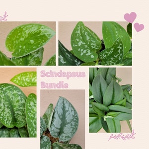 May include: A collage of Scindapsus plant leaves featuring various shades of green and silver variegation. The text Scindapsus Bundle is printed in the center. The leaves display heart-shaped patterns with speckled, mottled, and marbled textures.