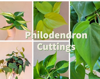 Philodendron Cuttings - Silver Stripe, Micans, Brasil, Heart-Leaf, Lemon Lime, and Rio