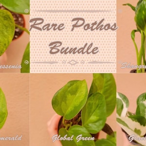 Rare Pothos Bundle - Jessenia, Global Green, Emerald, Shangri La, Glacier, Baltic Blue, and Lemon Meringue