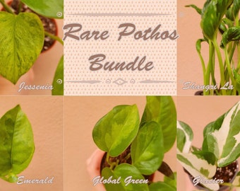 Rare Pothos Bundle - Jessenia, Global Green, Emerald, Shangri La, Glacier, Baltic Blue, and Lemon Meringue