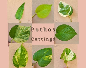 Pothos Cuttings - Golden, Jade, Manjula, Marble Queen, N'Joy, Pearls and Jade, Cebu Blue, Neon Pothos