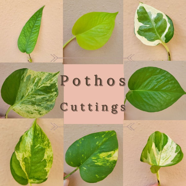 Pothos Cuttings - Golden, Jade, Manjula, Marble Queen, N'Joy, Pearls and Jade, Cebu Blue, Neon Pothos