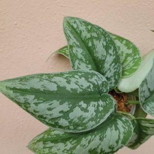 May include: A Scindapsus pictus plant featuring heart-shaped leaves with a deep green base color and prominent, irregular silver-grey variegation patterns across the surface. The foliage is arranged in a cluster, showing a distinct mottled texture.