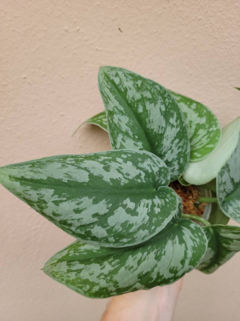 May include: A Scindapsus pictus plant featuring heart-shaped leaves with a deep green base color and prominent, irregular silver-grey variegation patterns across the surface. The foliage is arranged in a cluster, showing a distinct mottled texture.