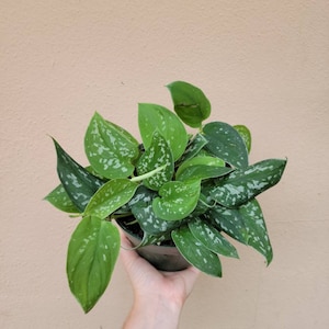 May include: A Scindapsus pictus plant in a black plastic pot. The plant features heart-shaped, dark green leaves with distinct, irregular silver-grey variegation and speckling across the foliage. The leaves are arranged in a dense, bushy cluster.