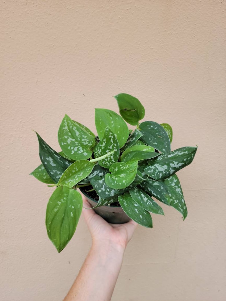 May include: A Scindapsus pictus plant in a black plastic pot. The plant features heart-shaped, dark green leaves with distinct, irregular silver-grey variegation and speckling across the foliage. The leaves are arranged in a dense, bushy cluster.