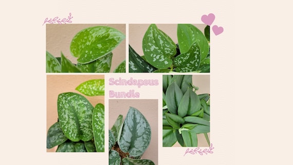 Scindapsus Bundle - Argyraeus, Exotica, Silvery Anne, Silver Splash, Moonlight, and Silver Lady
