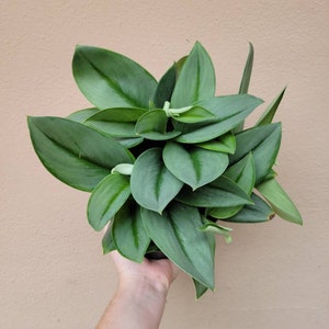 May include: A lush houseplant featuring numerous pointed, lance-shaped leaves in shades of deep forest green and muted sage. The foliage is arranged in a dense, overlapping cluster, displaying a smooth, matte texture and prominent central veins.