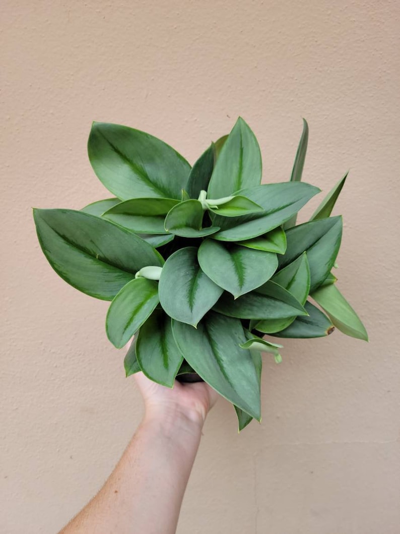 May include: A lush houseplant featuring numerous pointed, lance-shaped leaves in shades of deep forest green and muted sage. The foliage is arranged in a dense, overlapping cluster, displaying a smooth, matte texture and prominent central veins.
