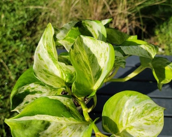 Manjula Pothos - Full Plant