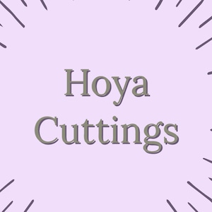Hoya Cuttings Bundle - Pubicalyx Splash, Wayetti, Wayetti Variegata, Kentiana Variegata, Krimson Princess, Krimson Queen, Australis Lisa