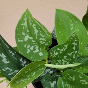 May include: A Scindapsus pictus plant featuring heart-shaped green leaves with irregular silver-grey variegation and speckles. The foliage displays a matte texture with distinct veins, and a single pale green unfurling leaf shoot is visible.