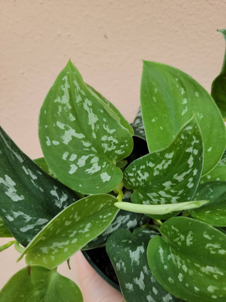 May include: A Scindapsus pictus plant featuring heart-shaped green leaves with irregular silver-grey variegation and speckles. The foliage displays a matte texture with distinct veins, and a single pale green unfurling leaf shoot is visible.