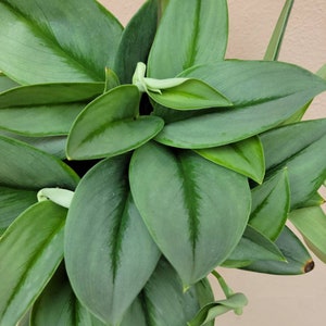 May include: A lush houseplant featuring numerous pointed, oval-shaped leaves in shades of deep forest green and muted sage. The foliage displays a smooth, slightly glossy texture with prominent central veins and several pale, curled new leaf shoots.