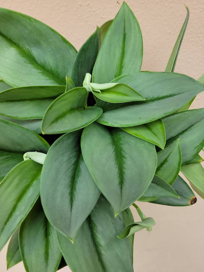 May include: A lush houseplant featuring numerous pointed, oval-shaped leaves in shades of deep forest green and muted sage. The foliage displays a smooth, slightly glossy texture with prominent central veins and several pale, curled new leaf shoots.