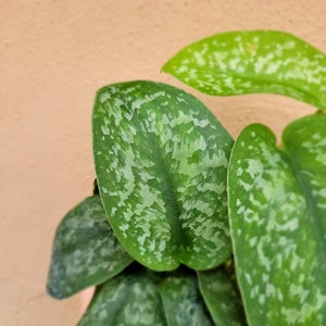 May include: A Scindapsus pictus plant featuring heart-shaped leaves with a deep green base color and distinct, irregular silver-grey variegation patterns across the surface. The foliage displays a matte texture with a prominent central vein.