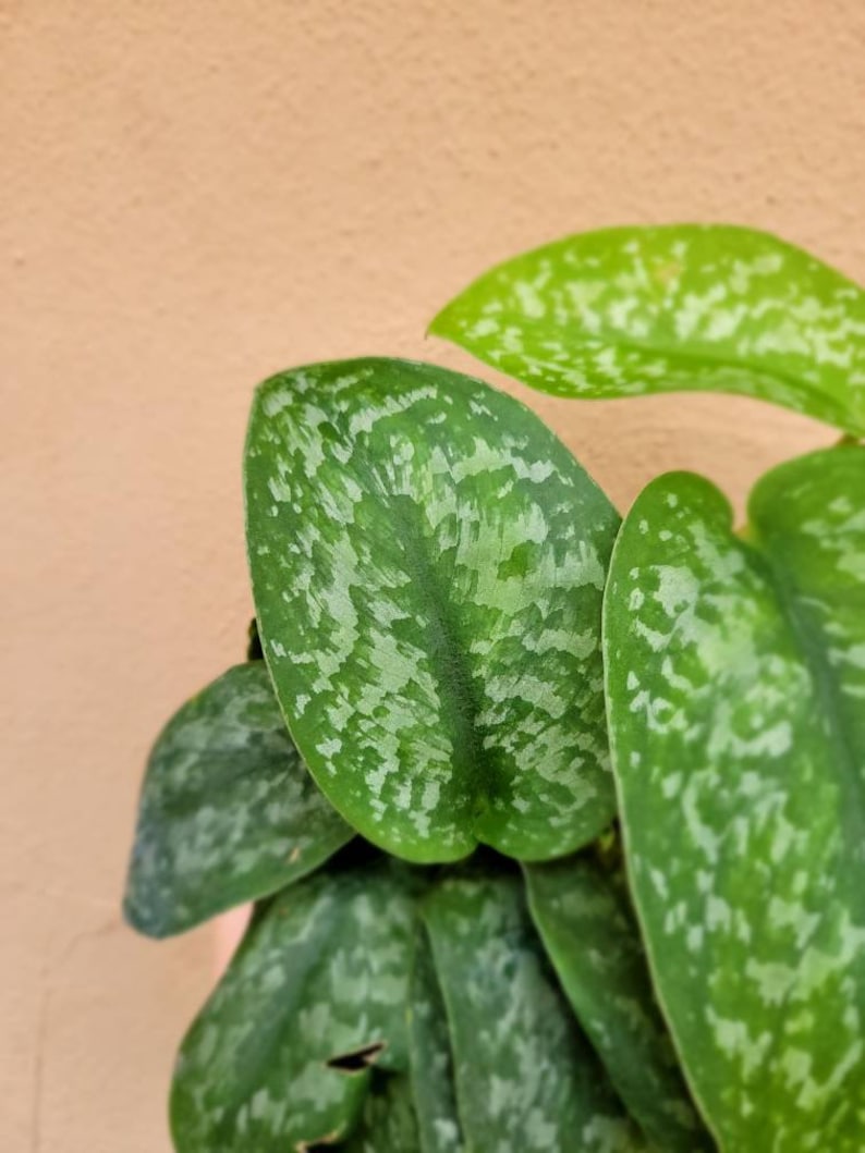 May include: A Scindapsus pictus plant featuring heart-shaped leaves with a deep green base color and distinct, irregular silver-grey variegation patterns across the surface. The foliage displays a matte texture with a prominent central vein.