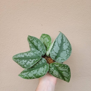 May include: A Scindapsus pictus plant featuring heart-shaped leaves with a variegated pattern of deep green and silvery-grey splashes. The foliage is arranged in a cluster, showing a distinct mottled texture across the surface of each leaf.