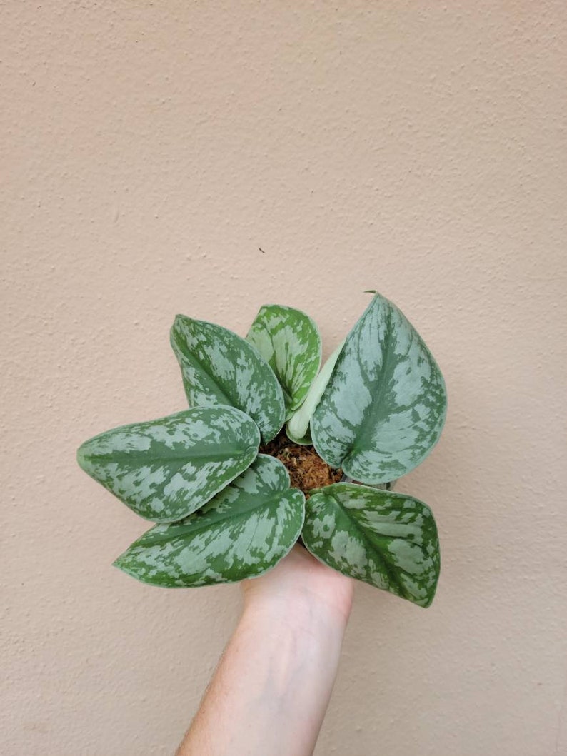 May include: A Scindapsus pictus plant featuring heart-shaped leaves with a variegated pattern of deep green and silvery-grey splashes. The foliage is arranged in a cluster, showing a distinct mottled texture across the surface of each leaf.