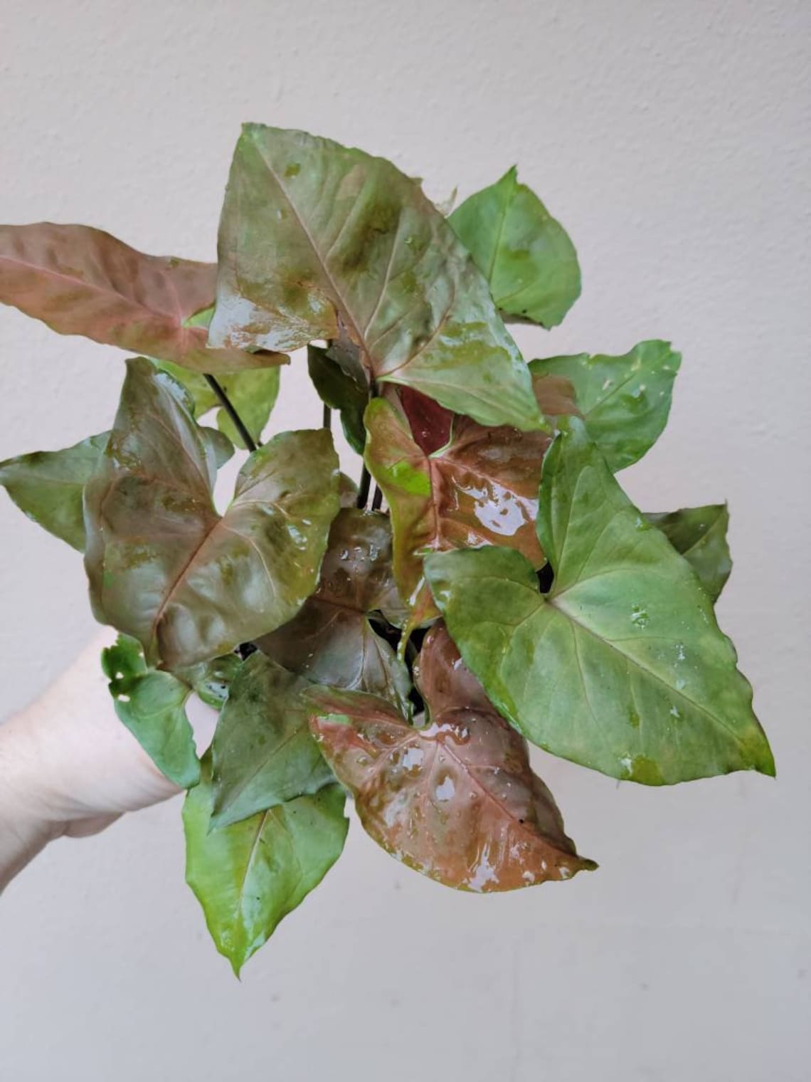 Syngonium White Butterfly Maria Exotic Allusion | Etsy