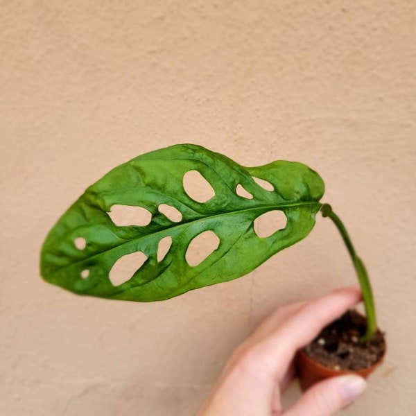 Monstera Adansonii - wide form and narrow form