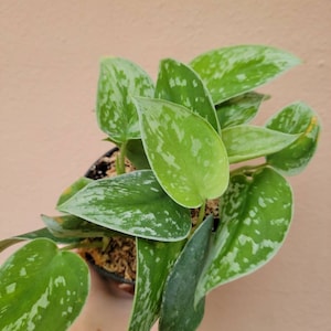 May include: A Scindapsus pictus plant with heart-shaped, dark green leaves featuring irregular silver-grey variegation and speckles. The plant is potted in a dark container filled with brown sphagnum moss, showcasing multiple stems and foliage.