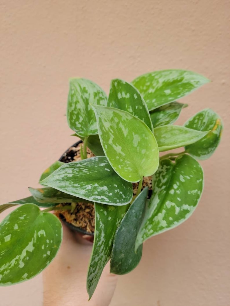 May include: A Scindapsus pictus plant with heart-shaped, dark green leaves featuring irregular silver-grey variegation and speckles. The plant is potted in a dark container filled with brown sphagnum moss, showcasing multiple stems and foliage.