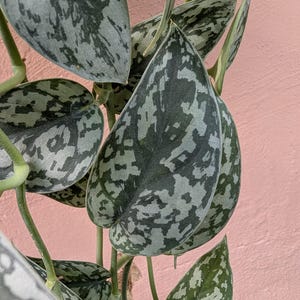 May include: A Scindapsus pictus plant featuring heart-shaped leaves with a variegated pattern of dark green and silvery-grey splashes. The foliage is arranged on thin, light green stems, showcasing a distinct mottled texture across each leaf surface.