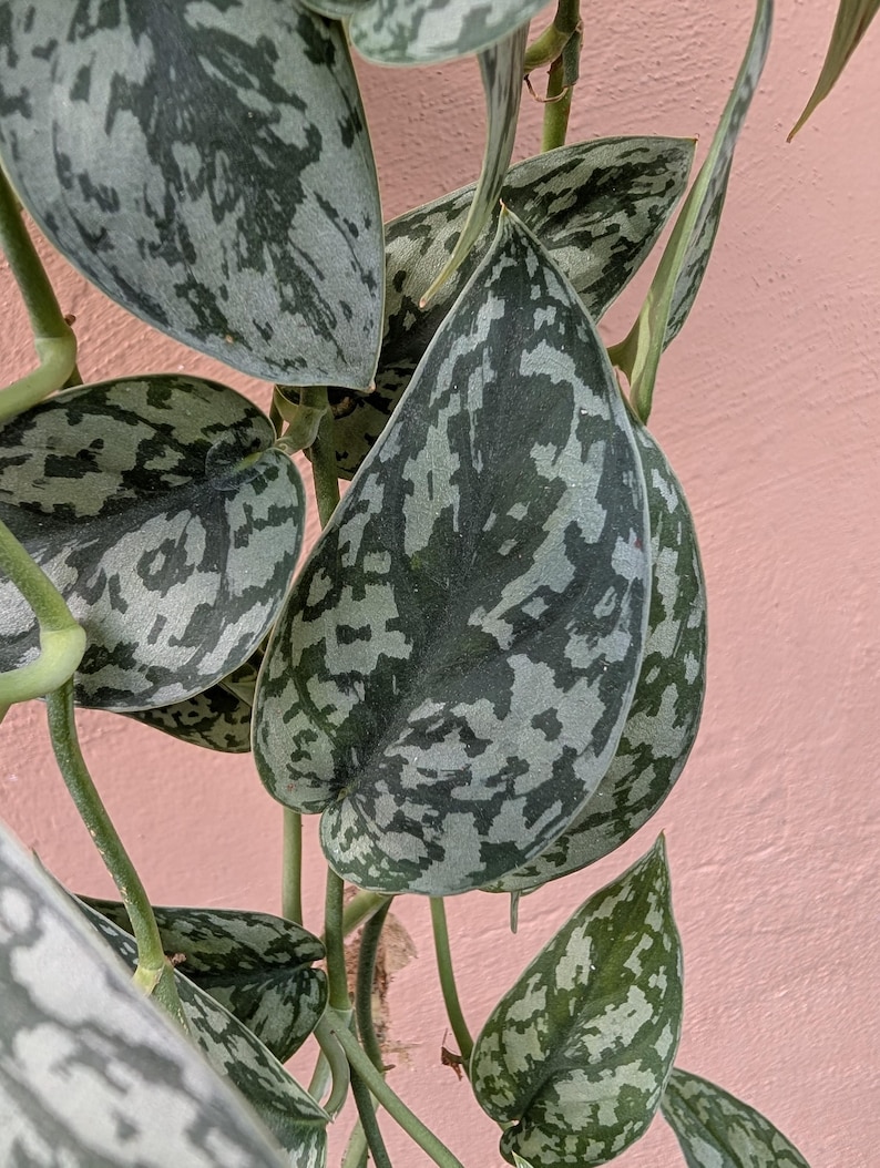 May include: A Scindapsus pictus plant featuring heart-shaped leaves with a variegated pattern of dark green and silvery-grey splashes. The foliage is arranged on thin, light green stems, showcasing a distinct mottled texture across each leaf surface.