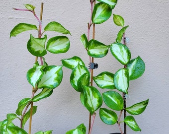 Hoya Krimson Princess - established plant