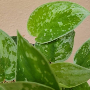 May include: A Scindapsus pictus plant featuring heart-shaped leaves with a variegated pattern of deep green and silvery-grey splashes. The foliage has a smooth texture and a pointed tip, displaying a distinct mottled appearance across the surface.