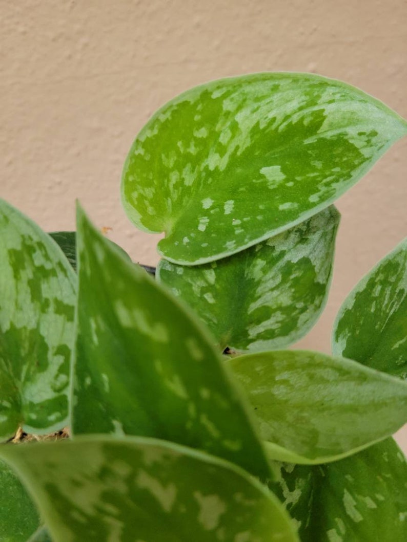 May include: A Scindapsus pictus plant featuring heart-shaped leaves with a variegated pattern of deep green and silvery-grey splashes. The foliage has a smooth texture and a pointed tip, displaying a distinct mottled appearance across the surface.