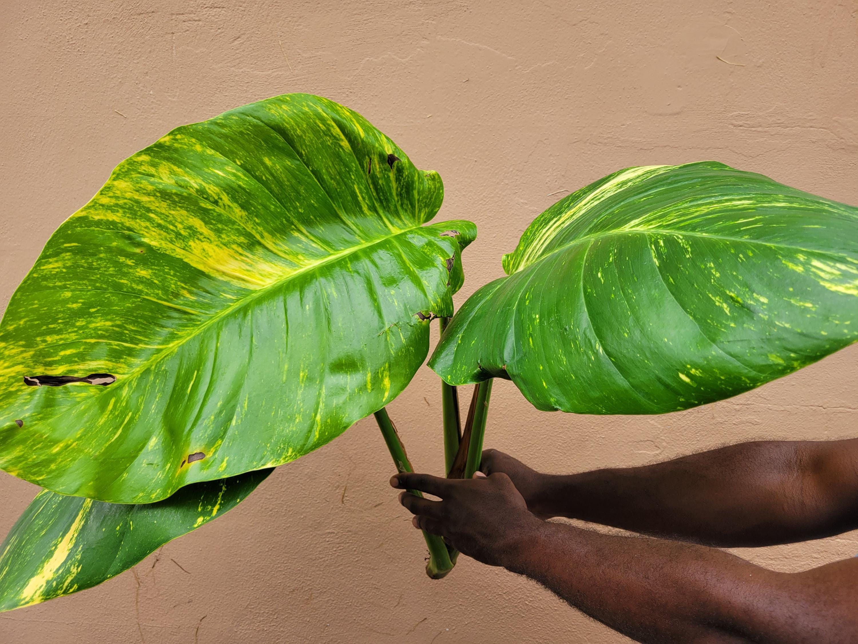 black raven zz plant near me Black Raven Zz – Botanical Dwellings main image 0