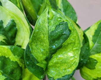 Lemon Meringue Pothos | Established Plant