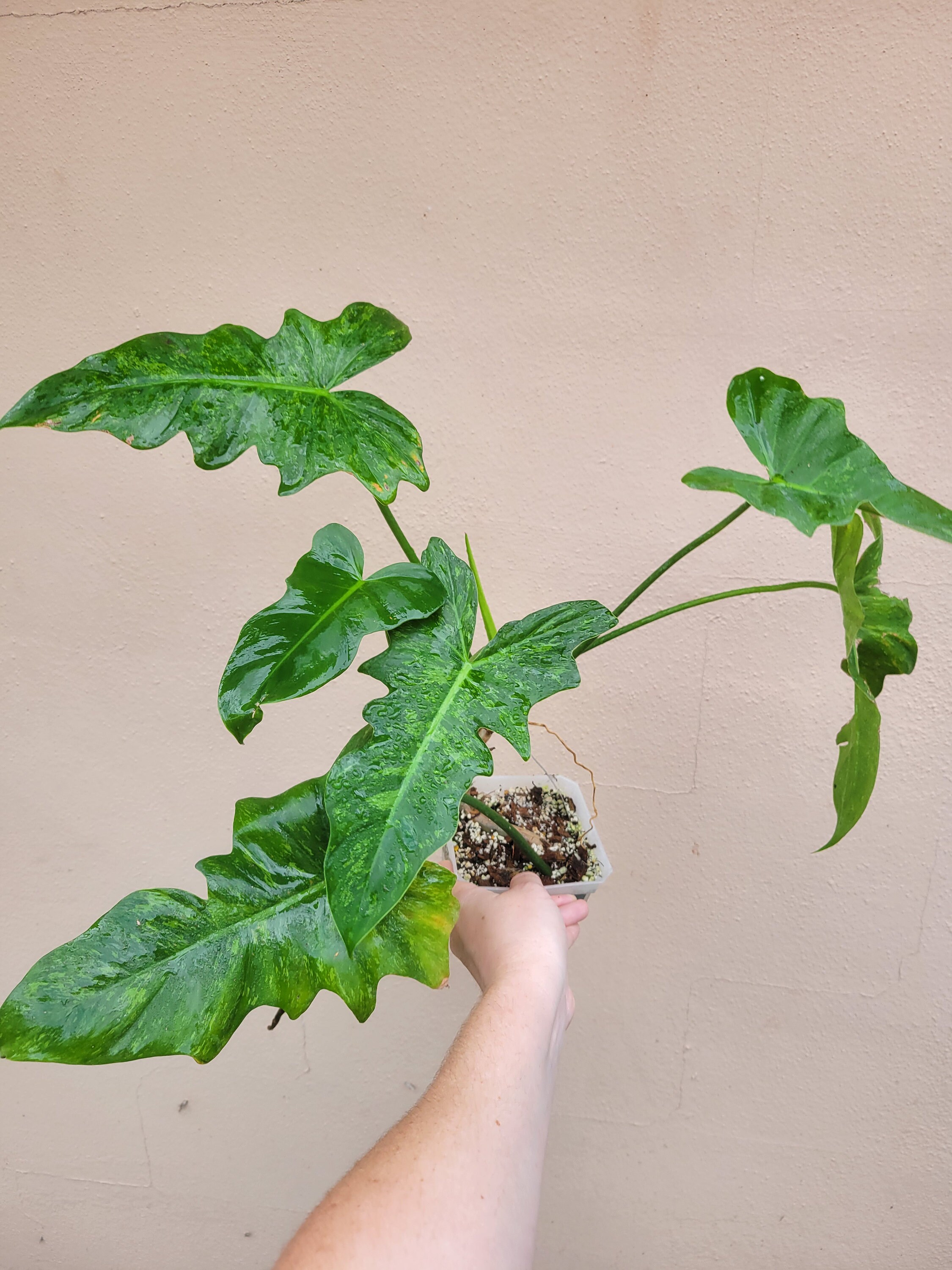 Philodendron Mottled Dragon Aka Lime Fiddle | Mature Established Plant -  Etsy