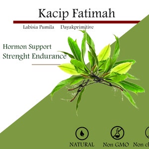 Kacip Fatimah Extract Capsule Organic Labisia Pumila Extract image 2