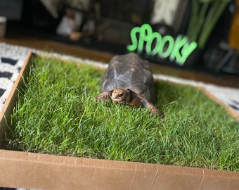 Tortoise Grass Patch - Boost Your Tortoise Wellbeing with Fresh Live Grass - Ideal for Vivarium's and Enclosures