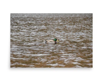 Mallard Duck in Lake Poster