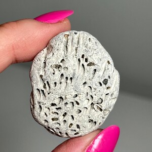 Rare Piece of Pacific Fission Worm Colony, False Brain Coral Rock, Oregon Worm Rock * Costal Finds * Beach