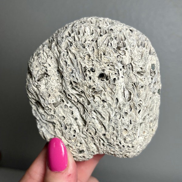 Rare Piece of Pacific Fission Worm Colony, False Brain Coral Rock, Oregon Worm Rock * Costal Finds * Beach