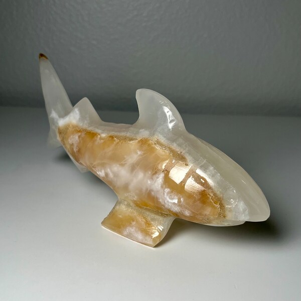 Banded Onyx Shark from Mexico