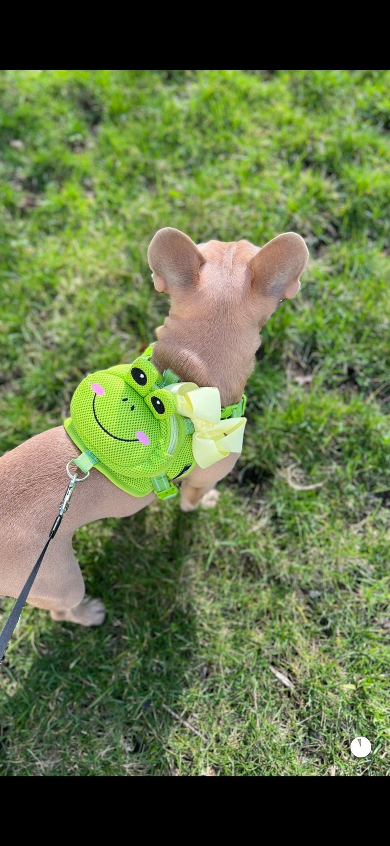 Puede incluir: Un perro marr&oacute;n claro con un arn&eacute;s verde en forma de rana con un lazo amarillo. El arn&eacute;s tiene una correa negra unida a &eacute;l. El perro est&aacute; de pie sobre hierba verde.
