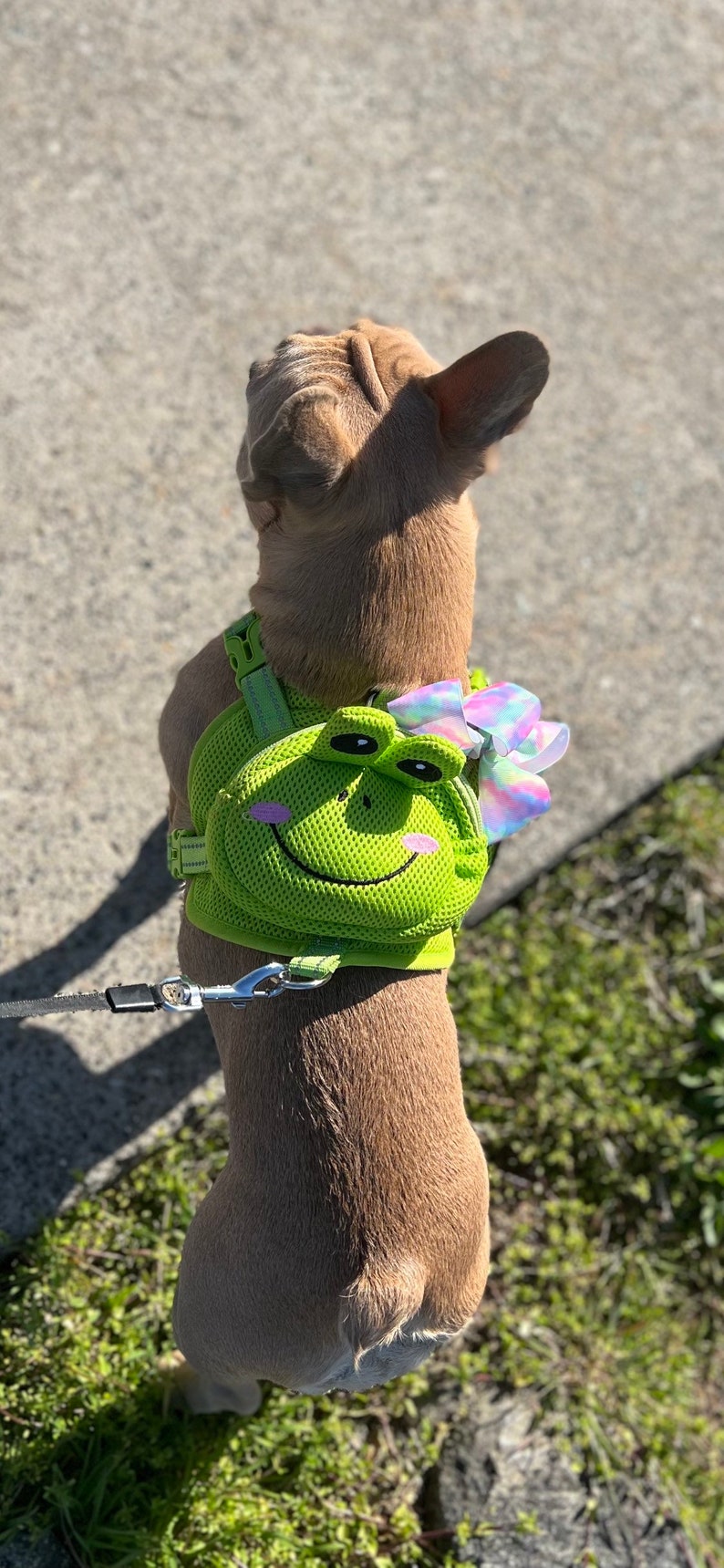 Puede incluir: Un perro marr&oacute;n con un arn&eacute;s verde en forma de rana con un lazo arco&iacute;ris. El arn&eacute;s tiene un dise&ntilde;o de malla y una cara de rana sonriente.