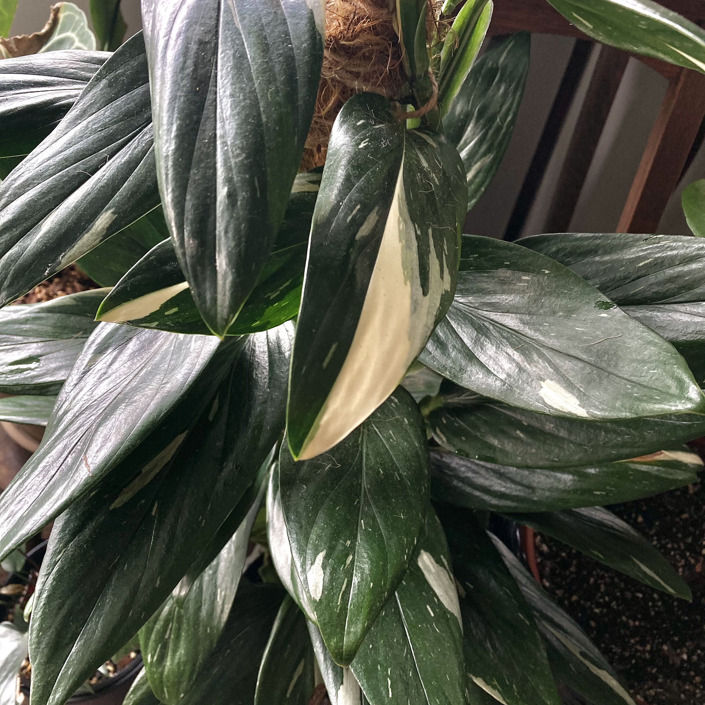 Monstera Standleyana Albo Variegata