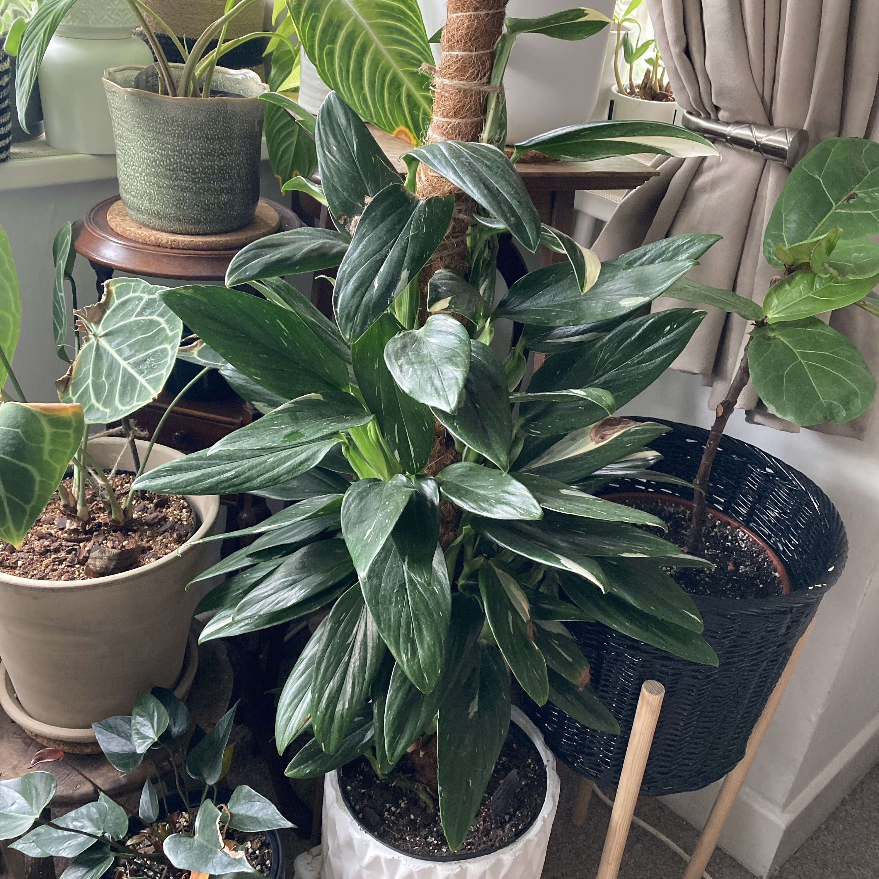 Monstera Standleyana Albo Variegata