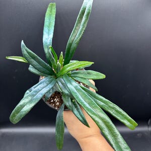 4” BLUE OIL Fern pot with multiple plants and growth - rare Microsorum Thailandicum houseplant - IRIDESCENT blue green leaves - Gift plant