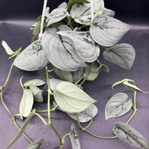 May include: A hanging houseplant with large, silvery-green leaves. The leaves have a unique pattern of darker green markings. The plant is suspended by a white rope, showcasing its trailing vines and lush foliage. The plant is a Scindapsus pictus.